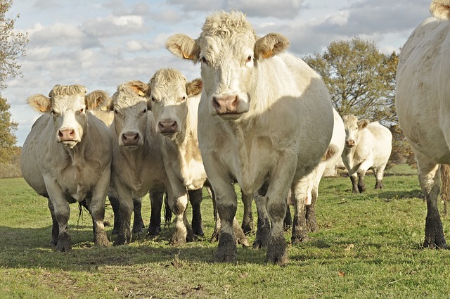 vache charolaise